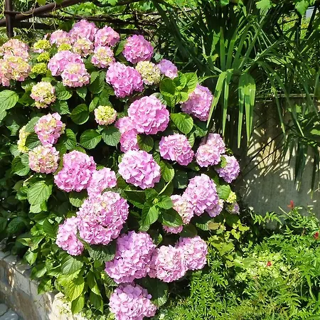 Grozic - A1 Appartement *